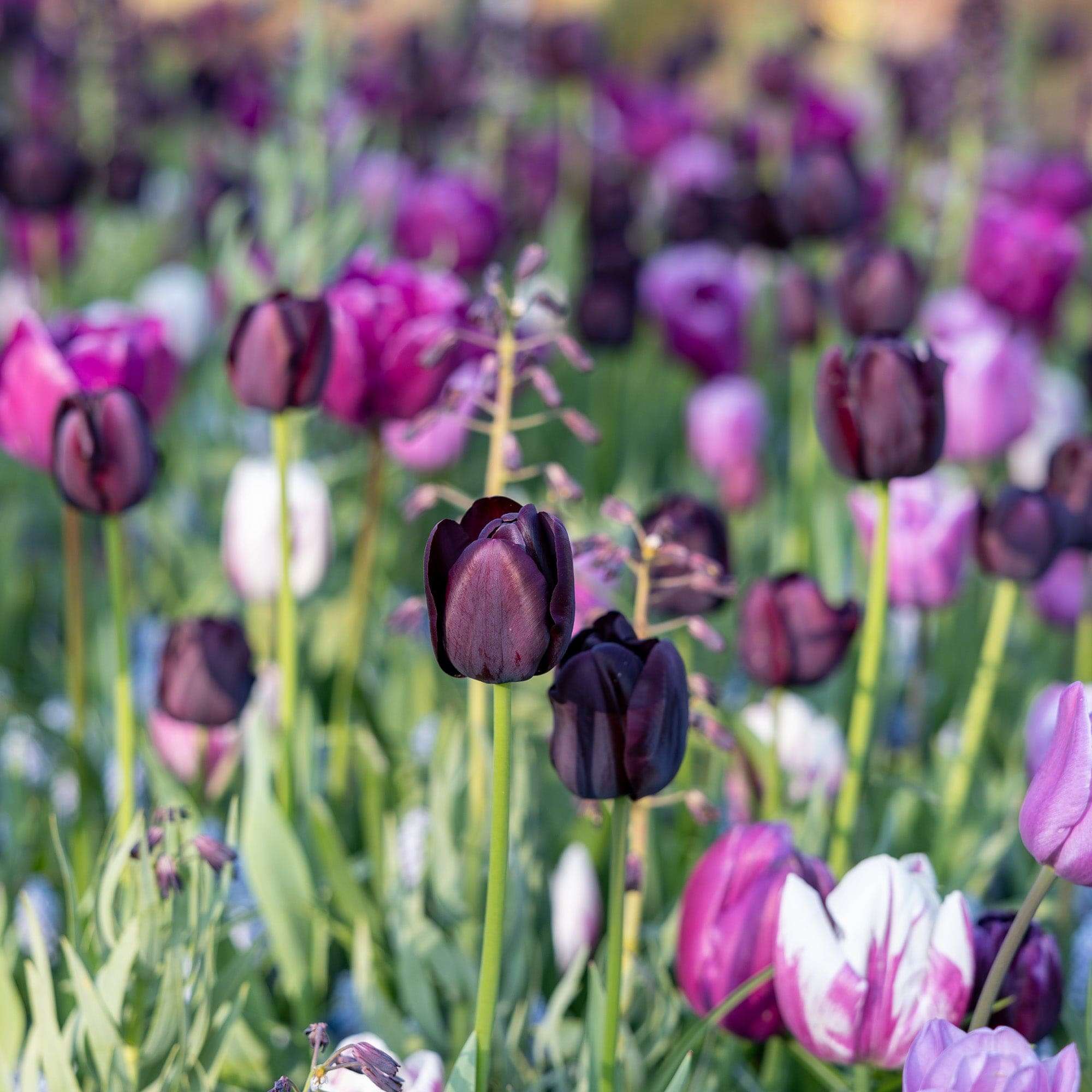 'Mystery' exklusiv lökmix